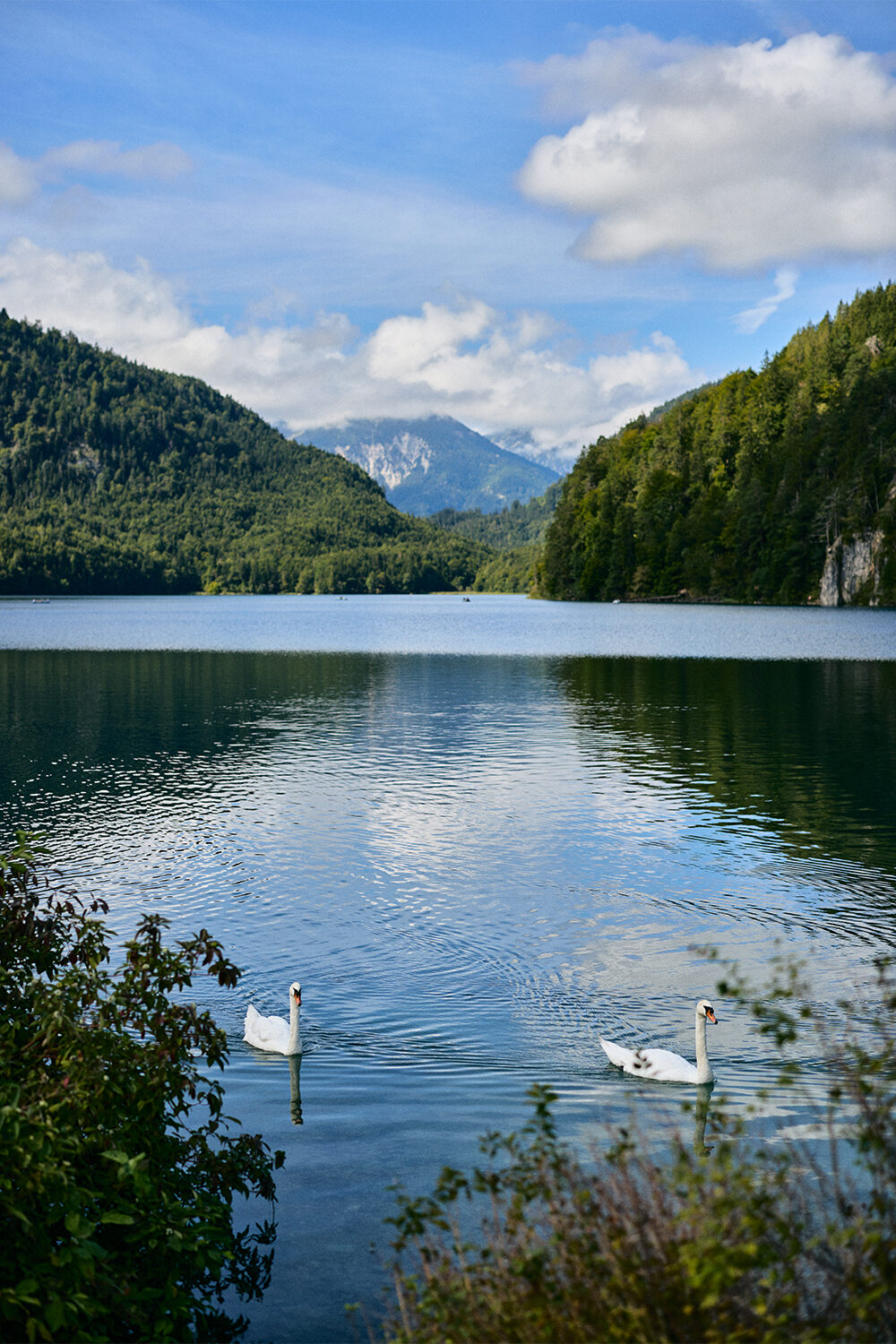 Zwei Schwäne ziehen über den Alpsee, dahinter bewaldete Hänge und Berggipfel unter Schönwetterwolken.