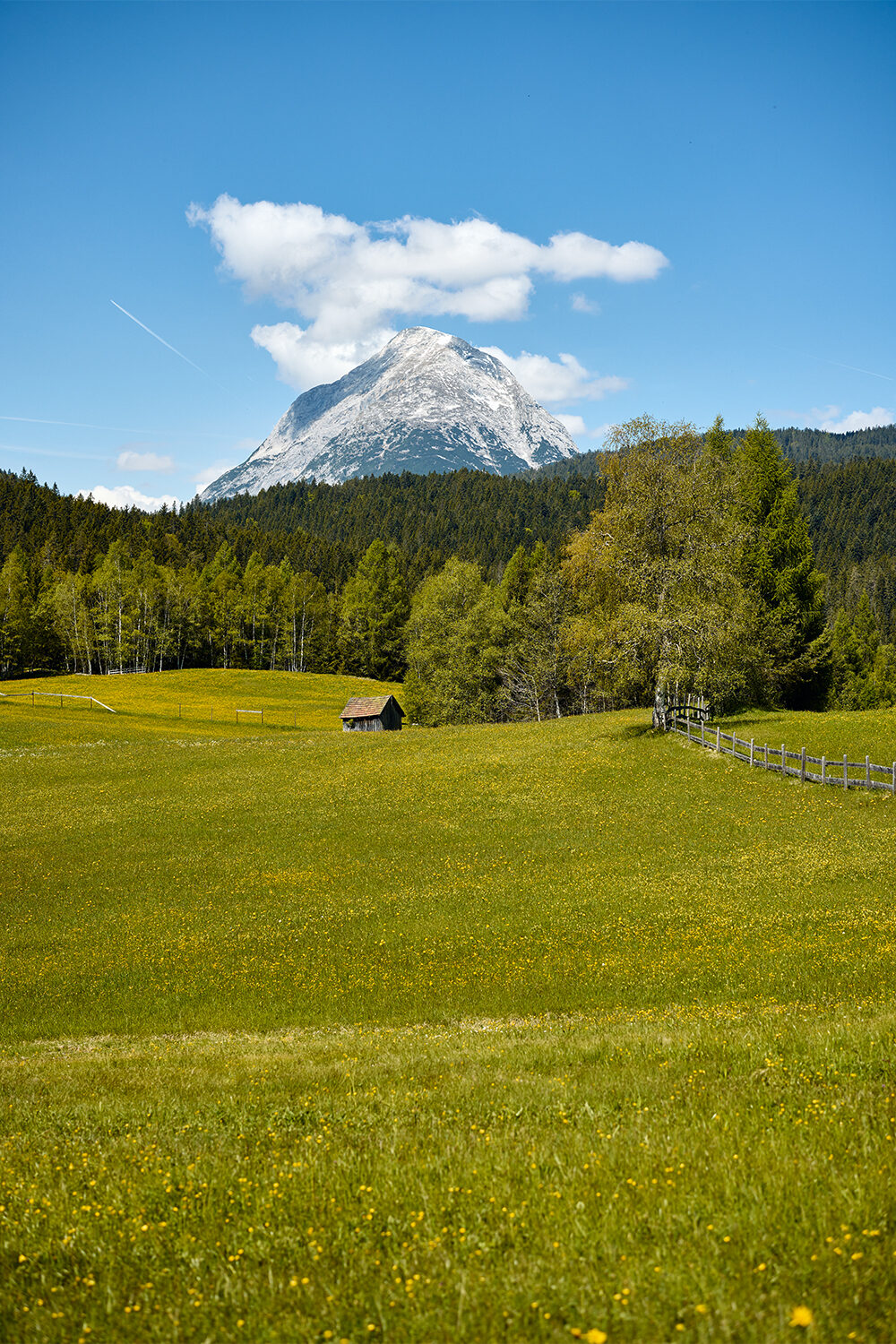 Blühende Frühlingswiese mit Holzstadel vor einem schneebedeckten Berggipfel bei Seefeld in Tirol.