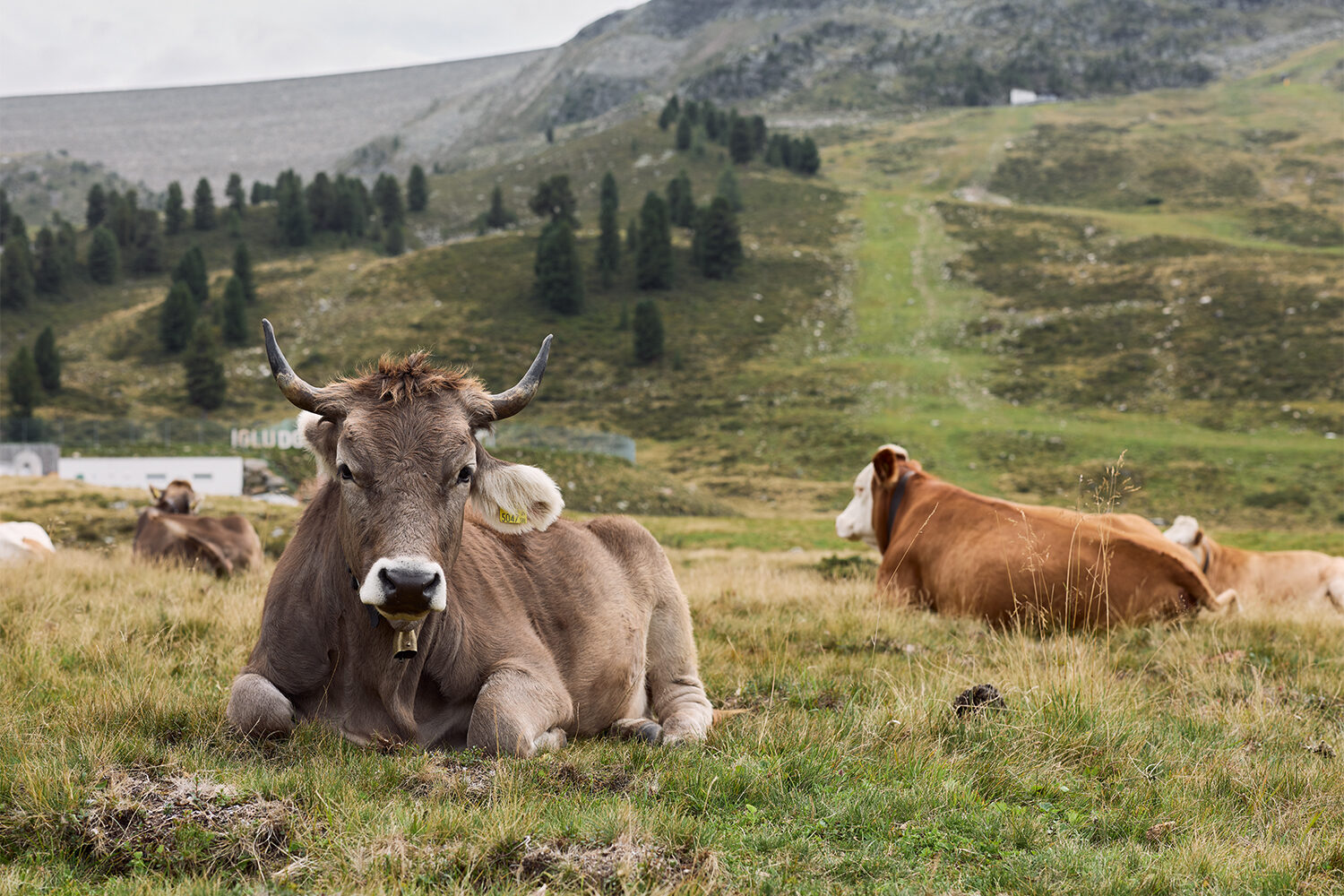 Zwei Kühe liegen auf einer Almwiese, im Vordergrund ein graubraunes Rind mit Hörnern.