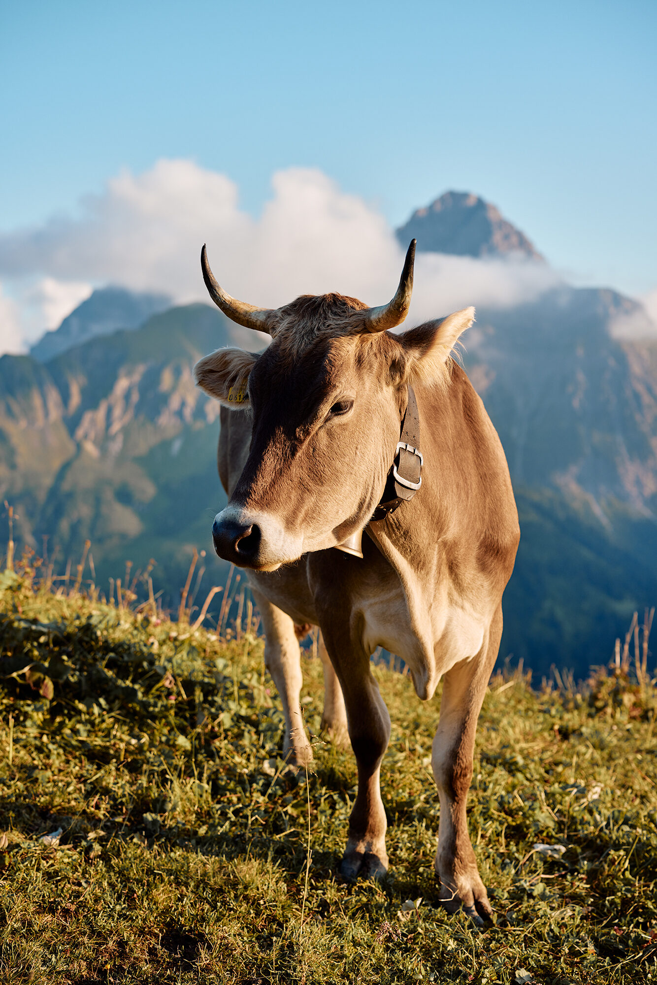 Braunvieh-Kuh mit Glocke steht im Abendlicht auf einem Grat im Kleinwalsertal, dahinter ein markanter Berggipfel.